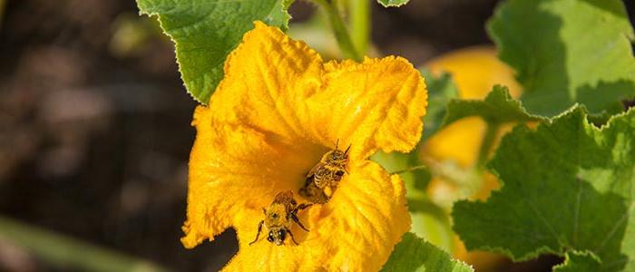 bees on flower